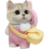 Kucing lucu cat cute 5