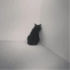 Cat meme 24