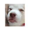 Zelda, the Husky 15