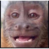 Monkey Stickers 1 6