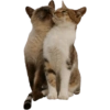 Kucing 9