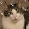 🐱🐈‍⬛ Gatitos XD 🐈‍⬛🐱 8