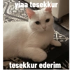 Biyu 18