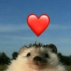 ANIMALITOS ♥️🦝 8