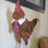 GALINHAS REAÇÕES  11