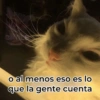 💬Gatos con Frases 🪂💬 6