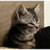 Catscatacats9 6