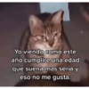 Gatos Raros😼🎩 6