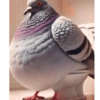 Tralalero tralala 5