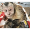 Monkey Stickers 1 22
