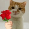 Kucing imut 2 16