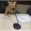 Cat meme 7