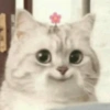 GATINHOS  11