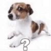 Cachorro meme 12