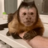 Monkey Stickers 1 13