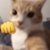 MIAU 11