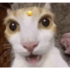 Kucing imut 2 26