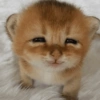 Cute cat stickers🐾🐱 7