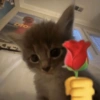Kitty cat 16