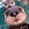 ANIMALITOS ♥️🦝 7