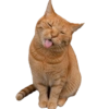 MEME KUCING 2 14