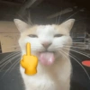 Cats reage 12