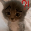 🐱🐈 GATITOS 🐈🐱 14
