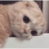 Sad cat 2 11