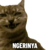 Meme Kucing  14