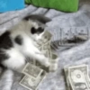 Kitty cat 12