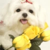🌻 Flores amarillas 💐perros 2🐕 5