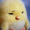 Gudetama anak ayam 🐣  13