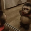 Monos muy monitos 🐒🐵🐒 18