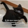 Gatos Raros😼🎩 5
