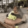 Monos graciosos🤓 10