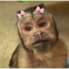 Monkey Stickers 1 8