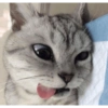 Gatos enojados 😡😡 11
