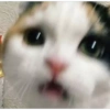 Gatos 14