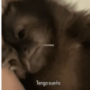 Monkey 6