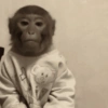 Macacos. | @ocenferios  Haki. 7