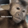 Monkey 10