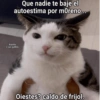 Gatos Raros😼🎩 18