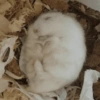 🌈🐹✨️Hamster Funny Mood✨️🐹🌈 7
