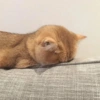 GATINHOS  8