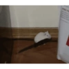 Hamster Reaction  6