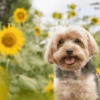 🌻 Flores amarillas 💐perros 2🐕 10