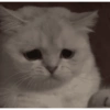 Sad cat 2 12