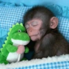 Monkey 12