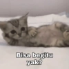 Kucing Gemoy 7