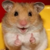 Hamster Reacciones🐁💕 18